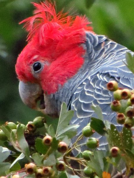 gang gang cockatoo
