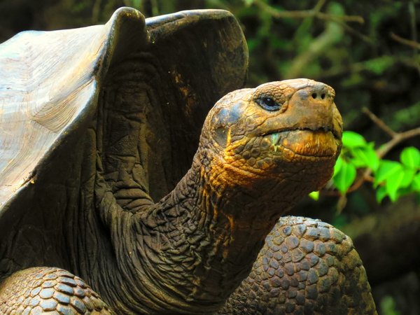 turtle