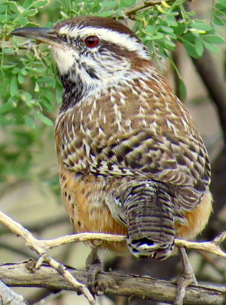 wren