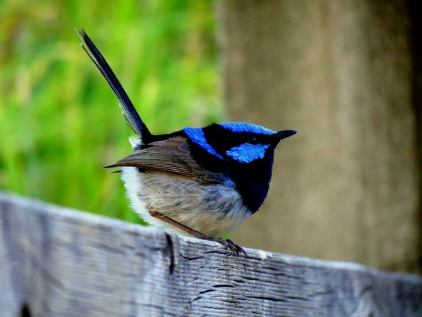 fairy wren