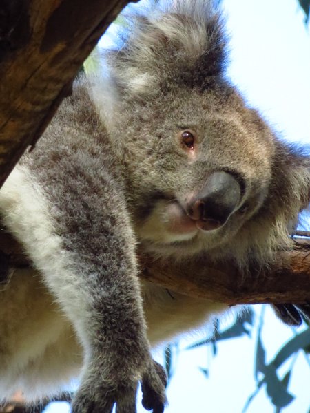 koala