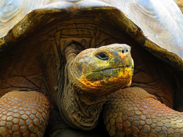 turtle