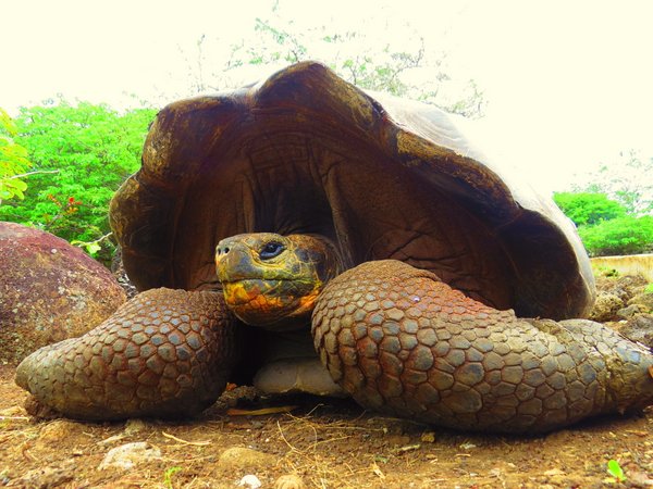 turtle