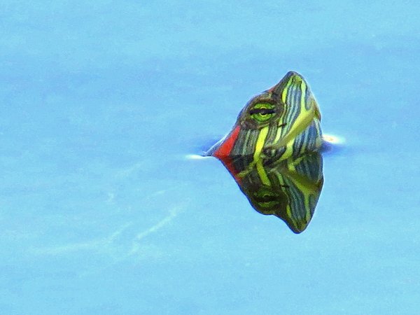 turtle
