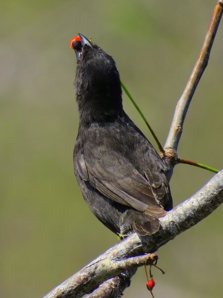 finch galapagos