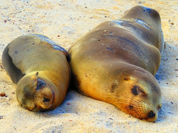seal