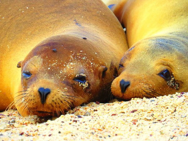 seal