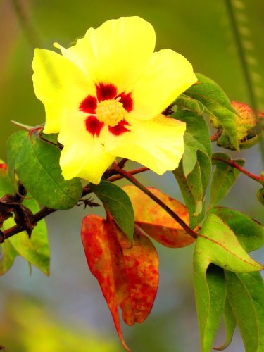 flower