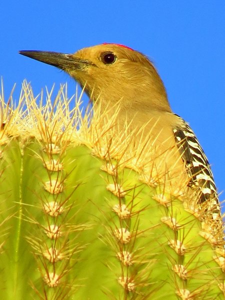 woodpecker