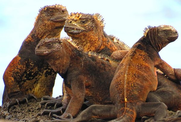 marine iguana