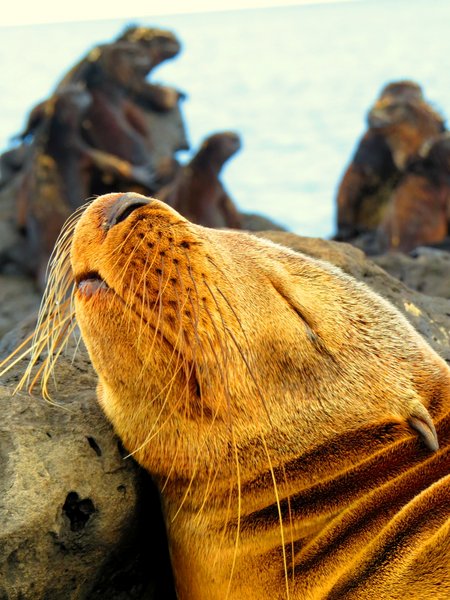seal