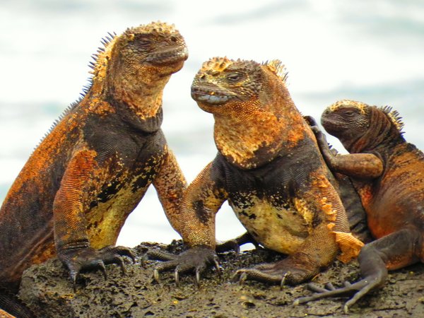 marine iguana
