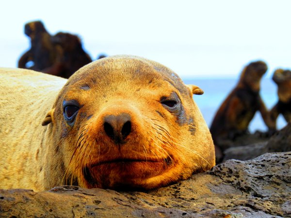 seal