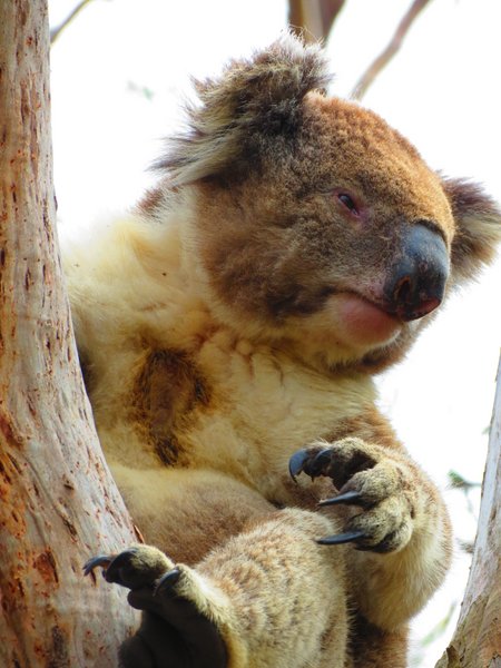 koala