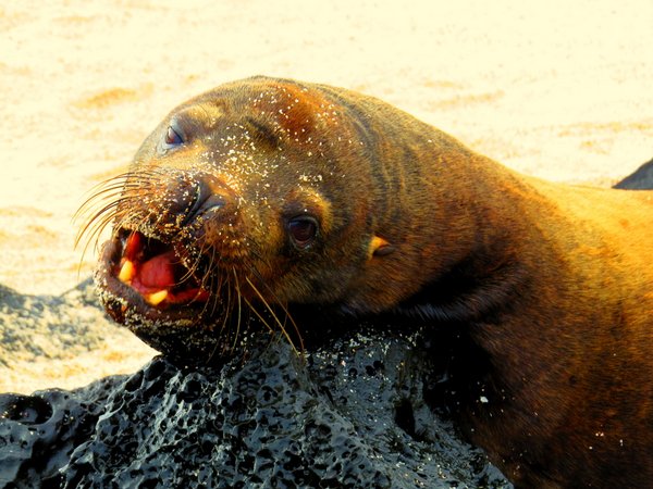 seal