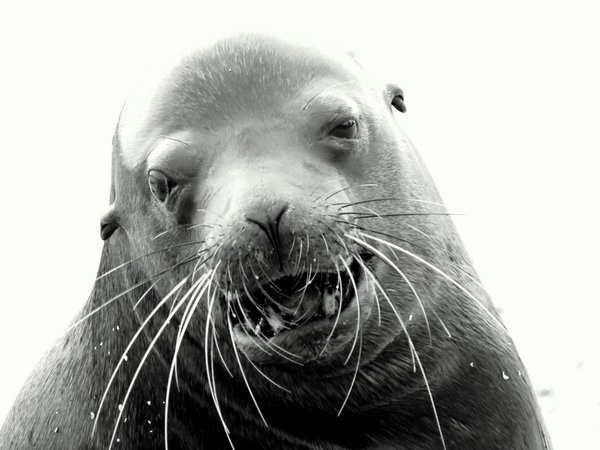 seal