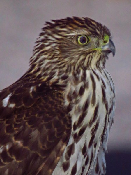 coopers hawk