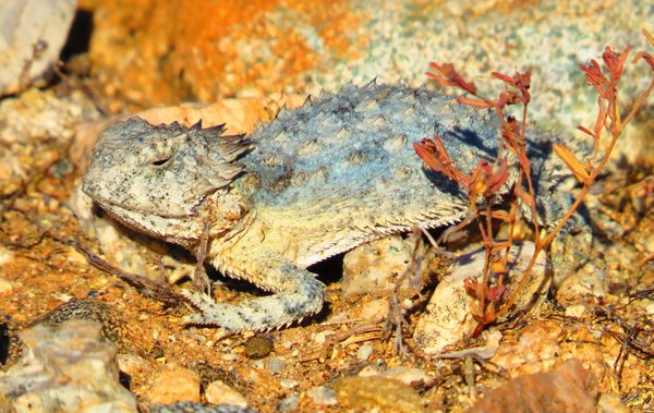 lizard