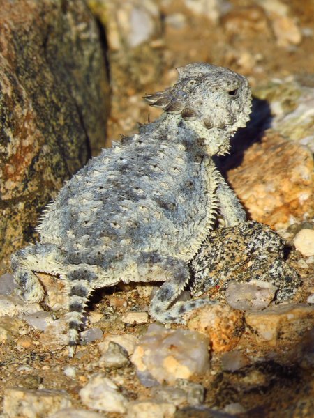 lizard
