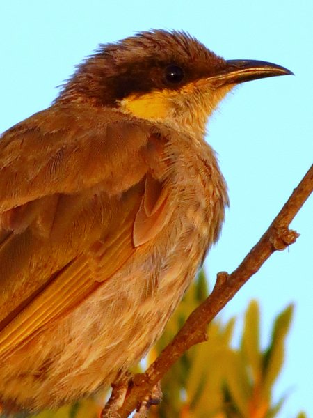 honeyeater