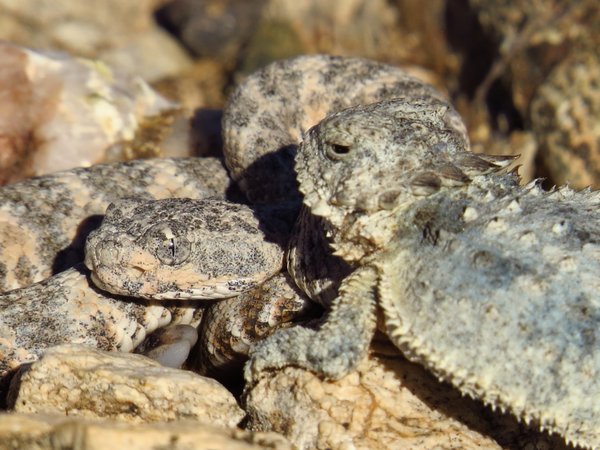 snake lizard