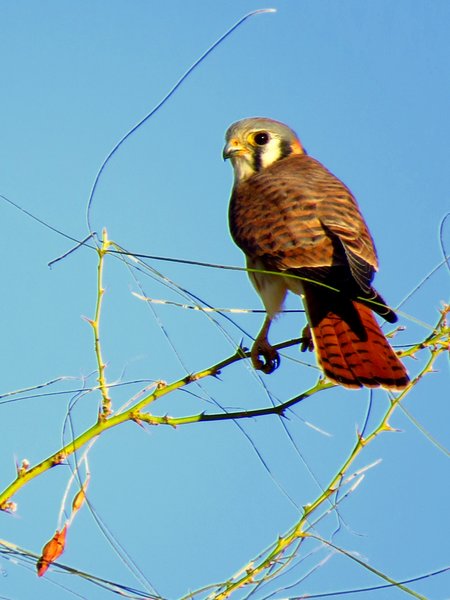 kestrel