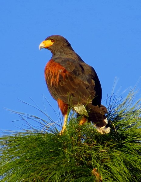 harris hawk