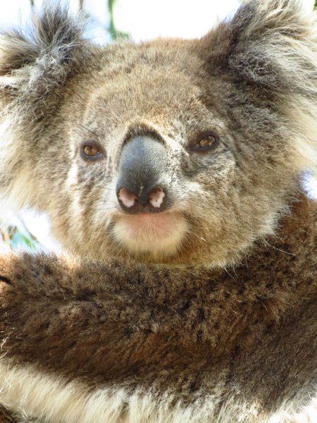 koala