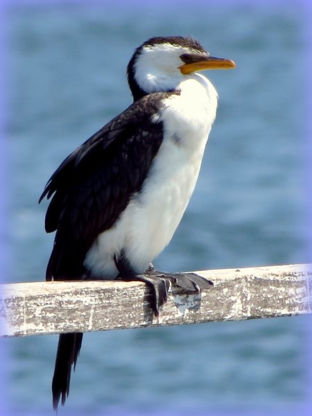 cormorant