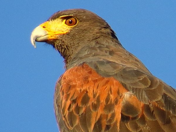 harris hawk