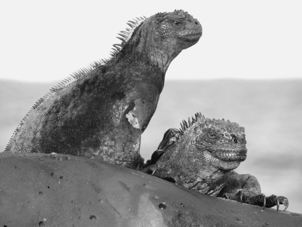 Marine iguana