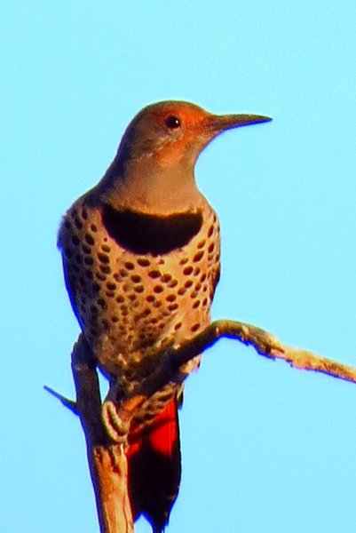 flicker