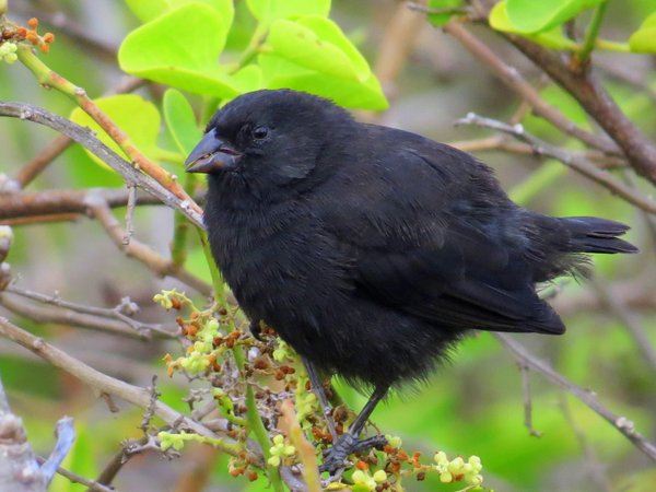 finch galapagos