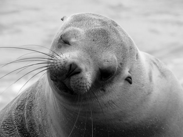 seal