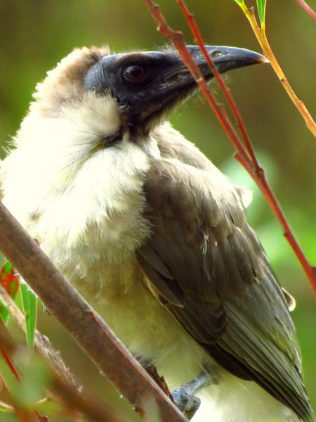 friarbird