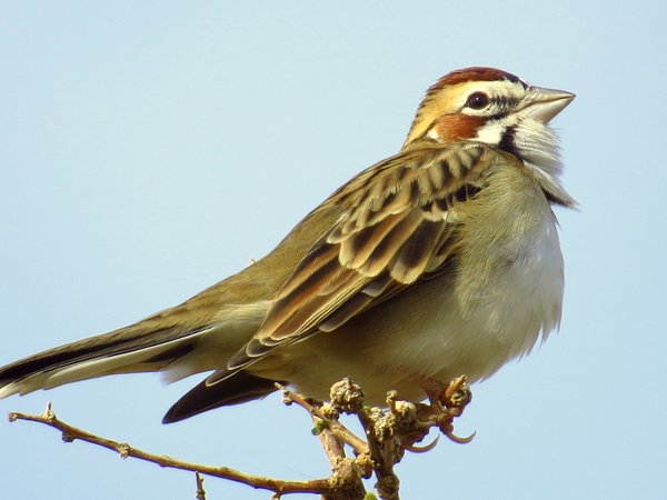 sparrow finch