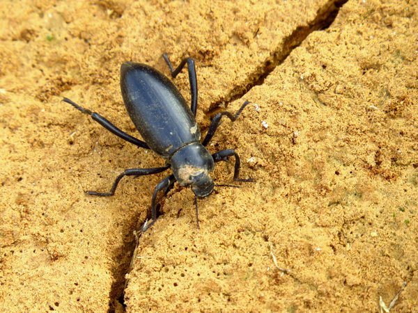 beetle