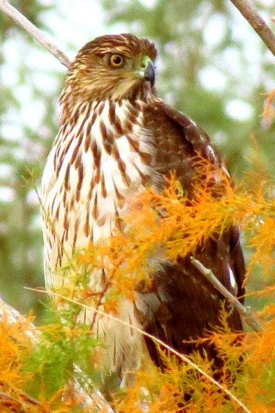 hawk