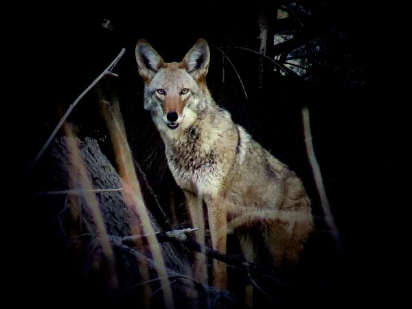 coyote
