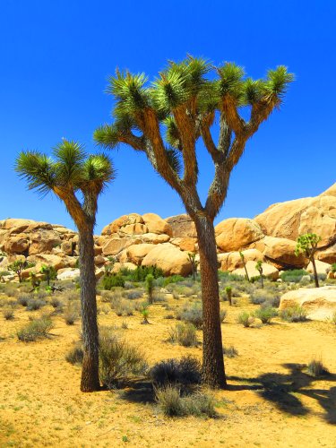 Joshua Tree