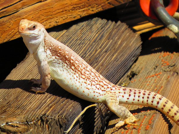 lizard