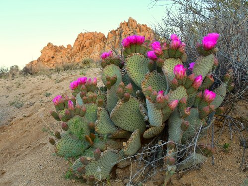 cactus