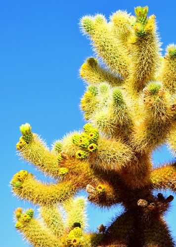 Joshua Tree