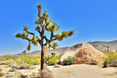 Joshua Tree