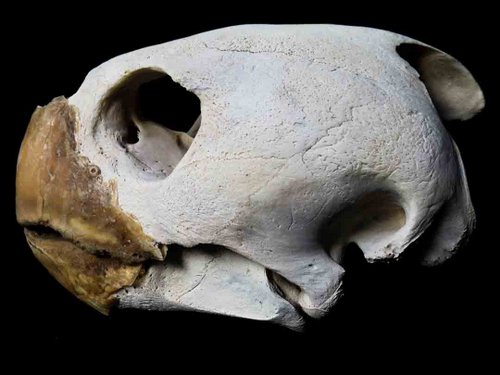 loggerhead sea turtle skull guide animal