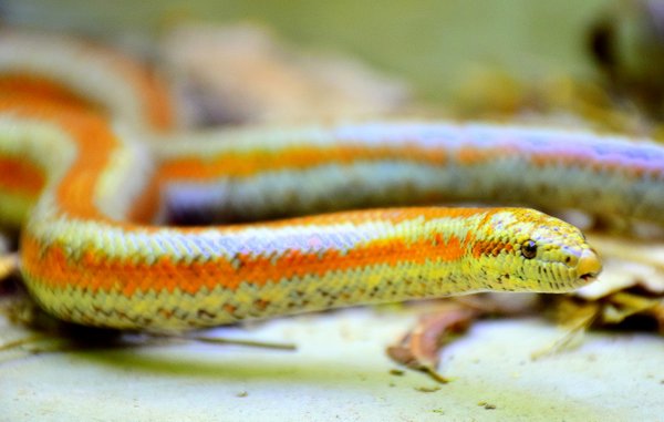 snake boa