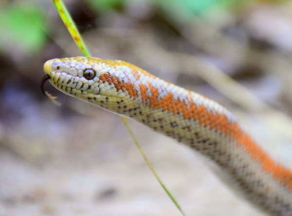 snake boa