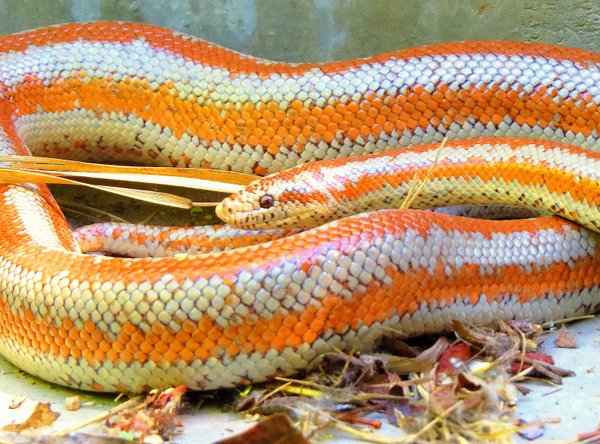 snake boa