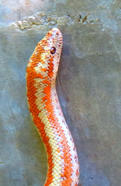 snake boa
