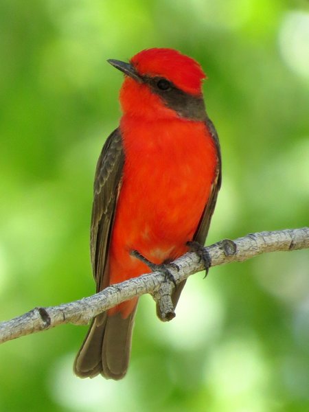 flycatcher